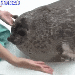 萌物gif动态图,可爱萌宠动态图片集锦第五期80张!