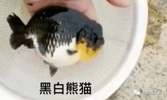 新手向——各类兰寿体型品相分析