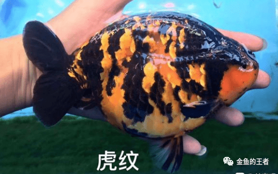 新手向——各类兰寿体型品相分析