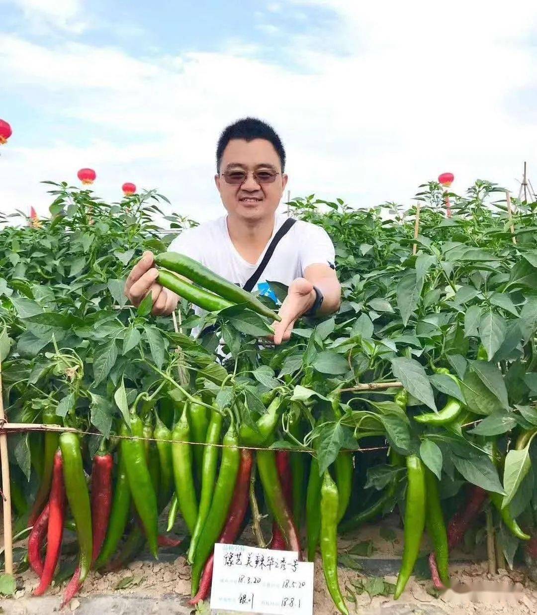 辣椒种植技术 - 江苏丹阳现代农业产业示范园