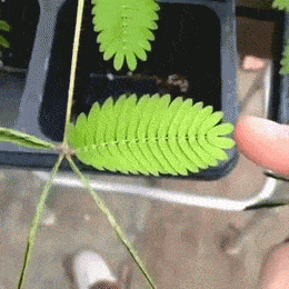 搞笑GIF:害羞到不行的含羞草