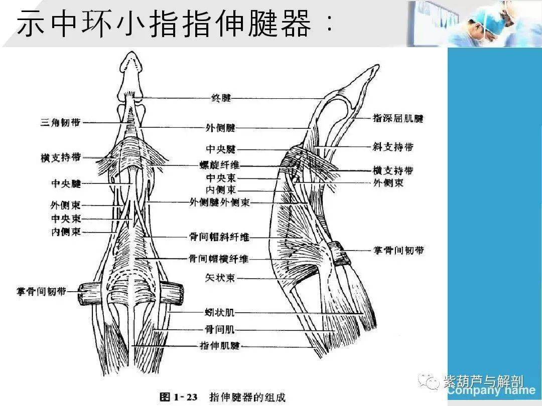 留言解读手部肌腱