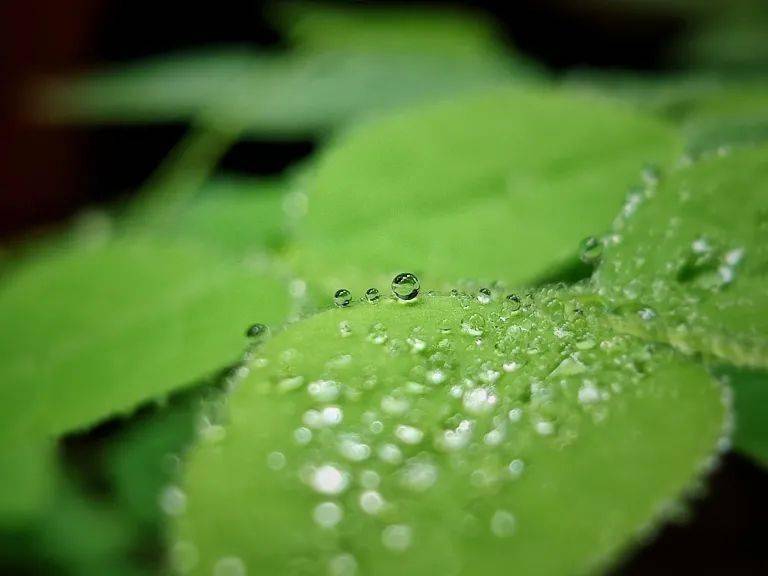 呈现饱满的半圆形态落在叶子上的雨滴叶脉变得格外的清晰叶上也留下了