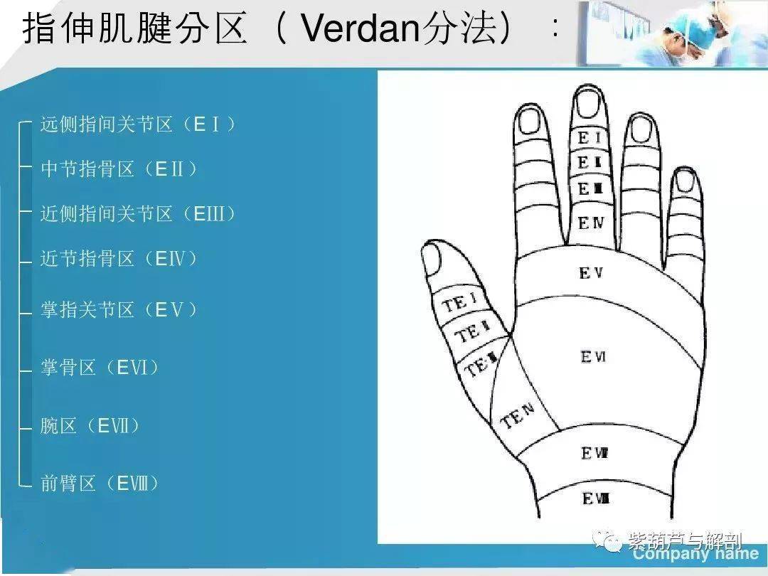 留言解读手部肌腱