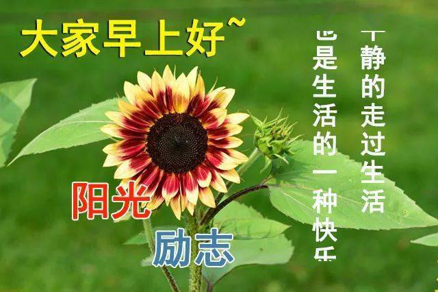 7月最新漂亮清晨早上好动态鲜花图片表情大全 早上好祝福语图片带字