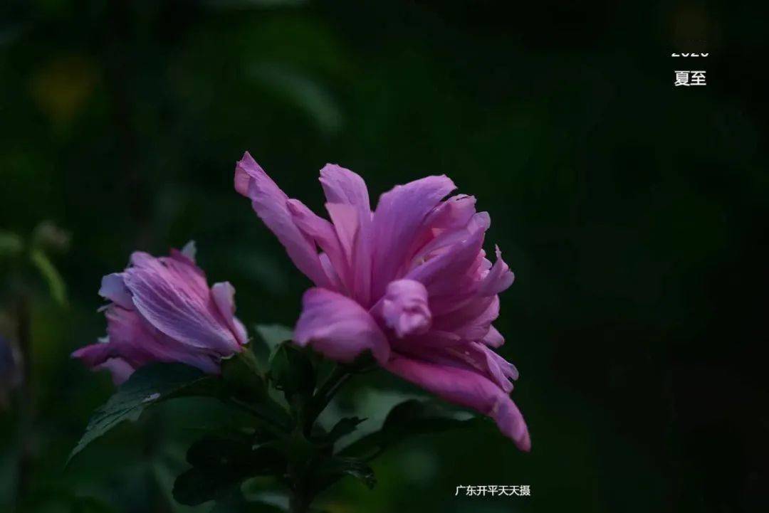 中药|让焦虑妈妈变淡定姐|读者来稿感谢中医