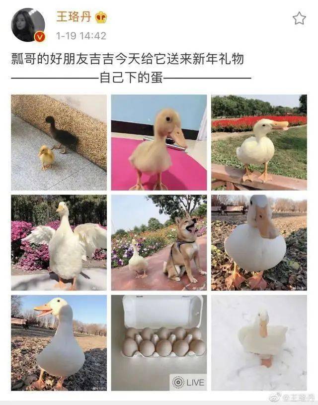 微博|知名女艺人凌晨全网求助，结局令人心疼又愤怒！