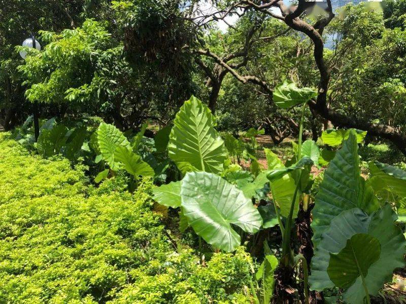 公园|扩散提醒！一女子咬这植物后中毒！公园路边常见
