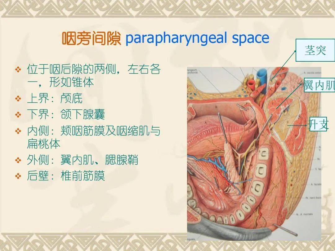 咽喉部解剖最全图解 // nhah国际芳疗师认证考试