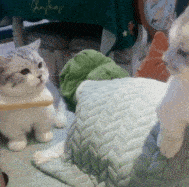 包, 认准领养猫咪  点  在看多多鼓励二姨启动下一期鸭~  gif表情包