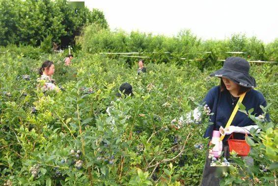 外地游客慕名而来,在蓝莓种植基地里采摘蓝莓.