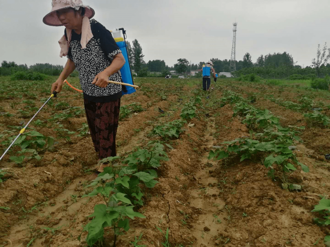 ( 红薯病虫害防治 )