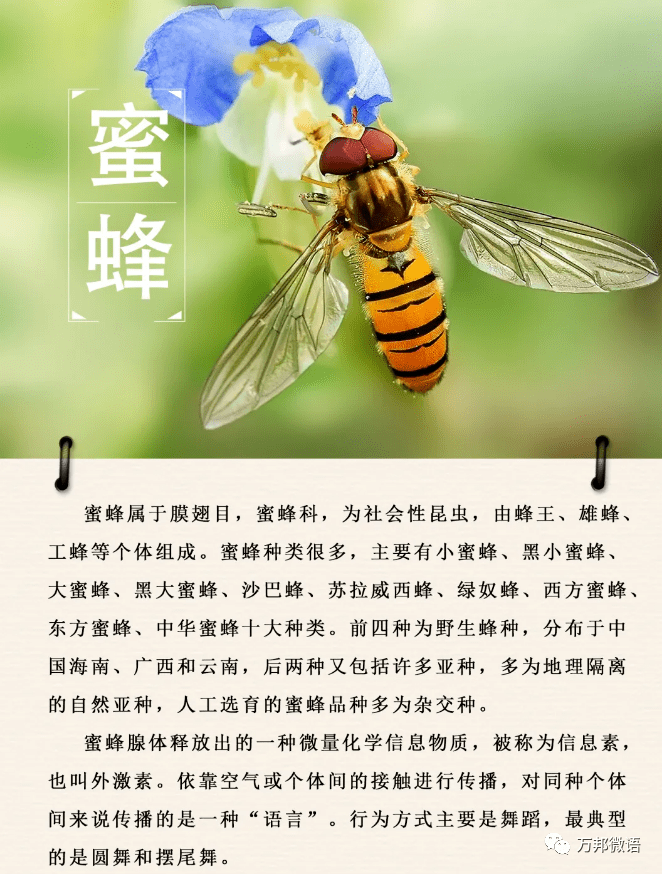 【自然农法田园】自然时光,快乐分享---"蜜蜂"_知识