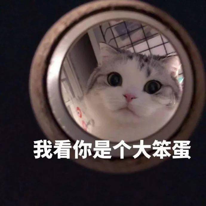 来咯来咯,你们的最爱又来咯 每日喵图新鲜速递~ 猫咪表情包, 认准领养