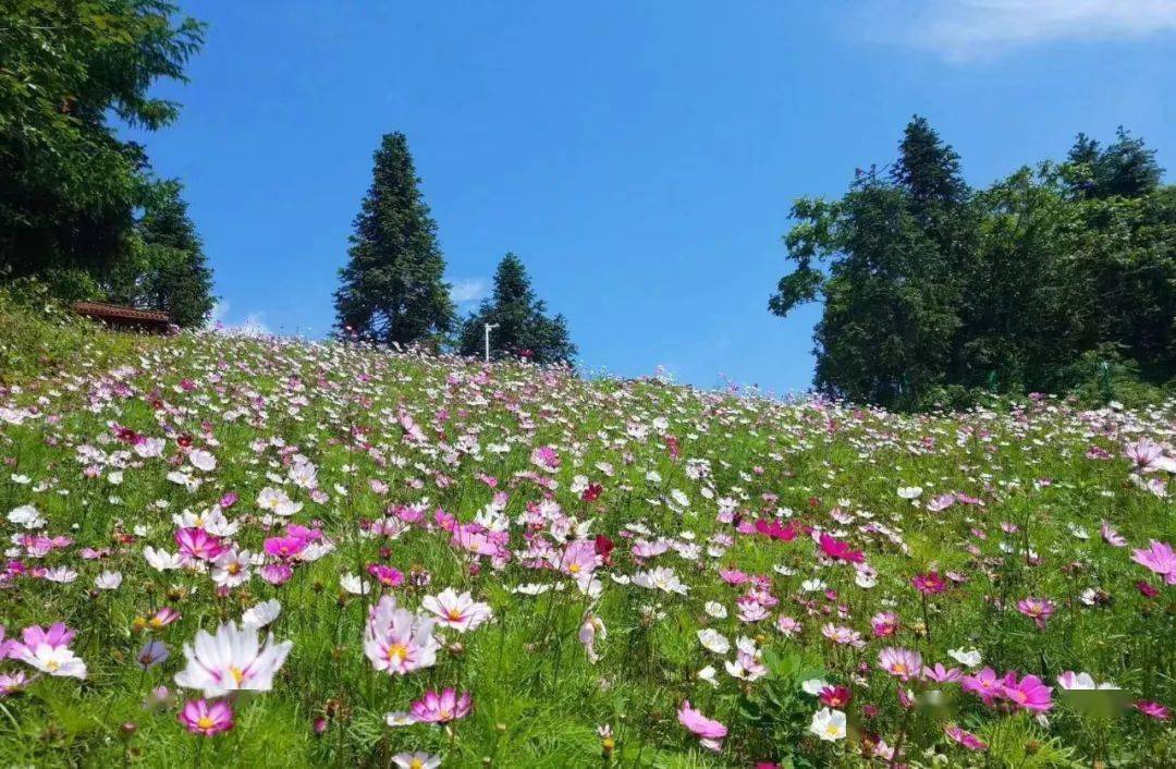 最全旅游攻略|升级后的野三关森林花海都有哪些玩法?