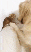 搞笑GIF:看姑娘这走路的姿势,八成是发工资了