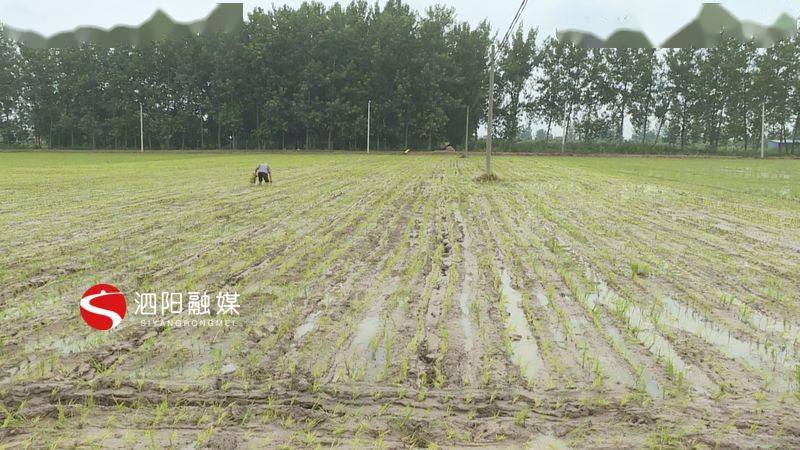 泗阳:水稻返青分蘖期田间管理要到位