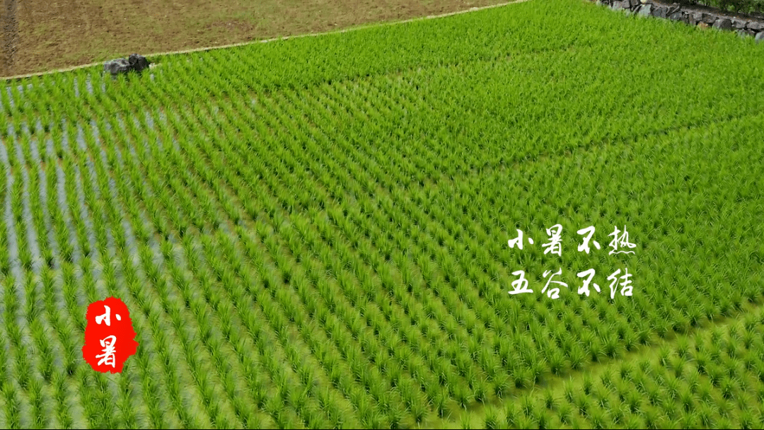 【主播说节气】今日小暑