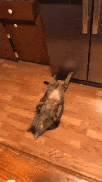 只顾着羡慕猫猫的肌肉? 你知道喵星人为了练就一身肌肉有多努力吗!