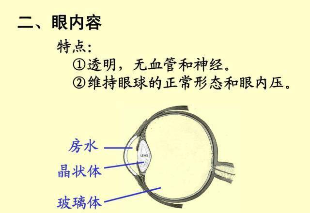 61张眼解剖与生理图片(收藏)