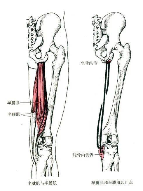 胫骨前肌,小腿三头肌的解剖