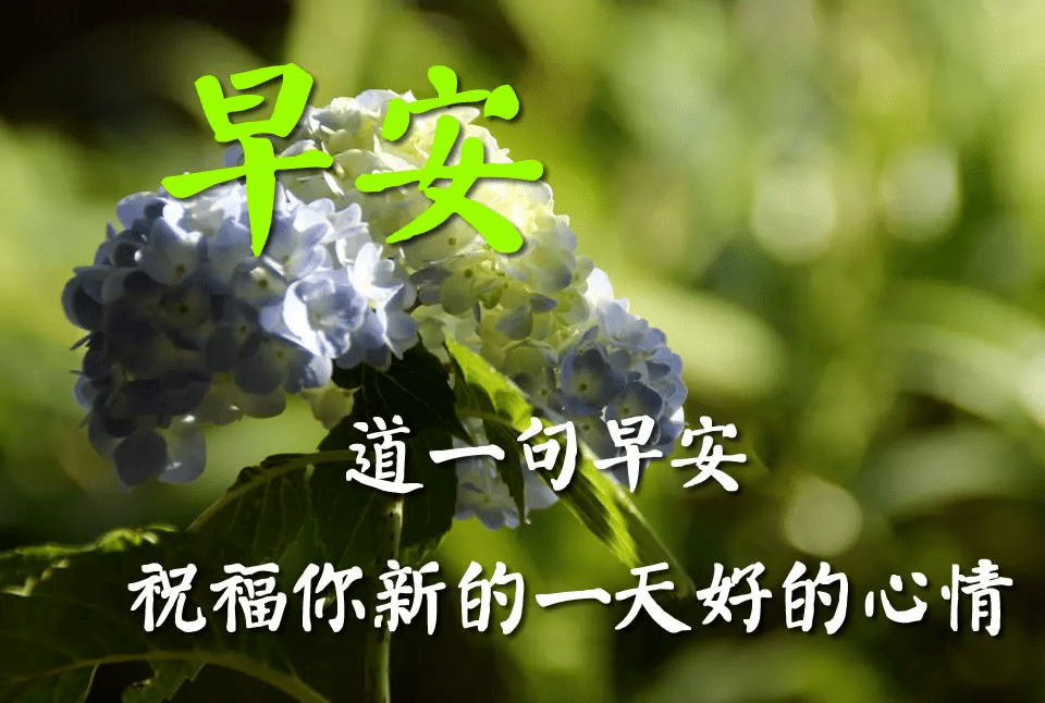 清晨早上好群发最暖人心的早安问候语超漂亮的小姐姐图片带早安祝福语