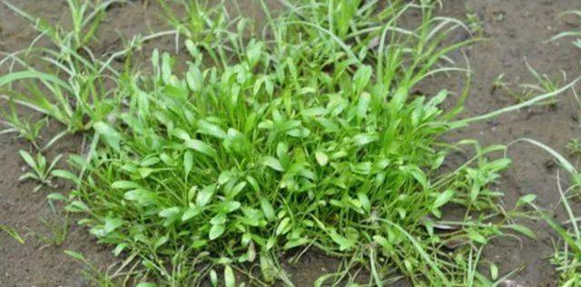湿生植物水茫草水生植物界的隐士