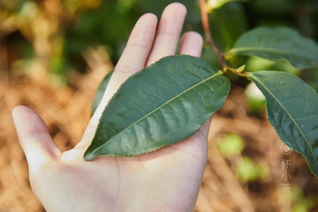 此外如果有其它特殊形状的,那就一定不是茶叶了.