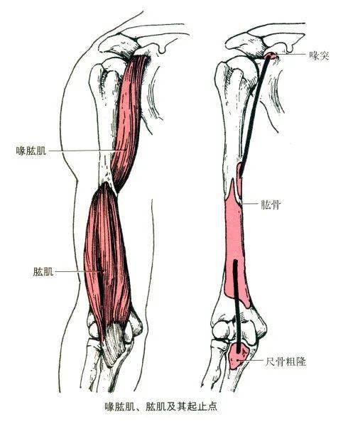 止点:止于肱骨中部内侧(与三角肌粗隆相对应). 功能:近固定时