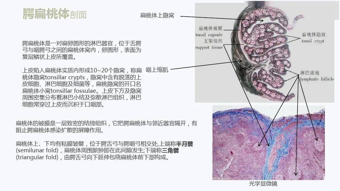 清晰扁桃体解剖及常见病变