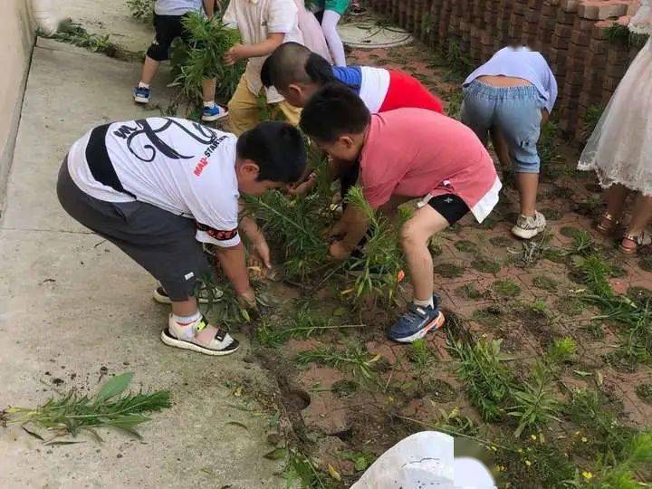 我与小草有个约会——王连街道中心幼儿园开展户外护绿除草实践活动