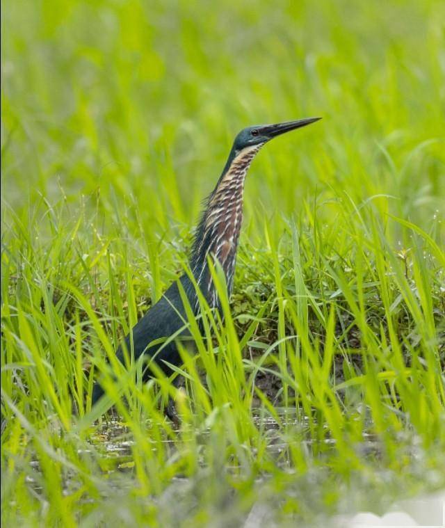 黑鳽晓阳george摄