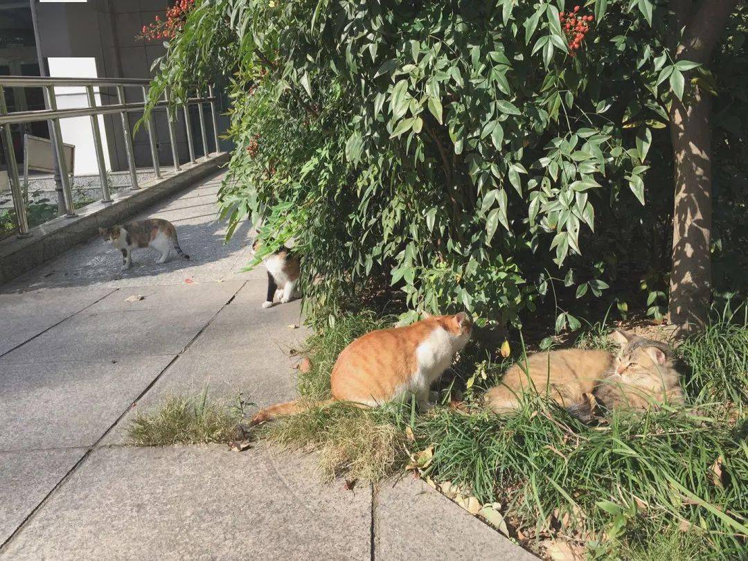 南林特|每日一杯夏日限定,林间韵味你get到了吗?