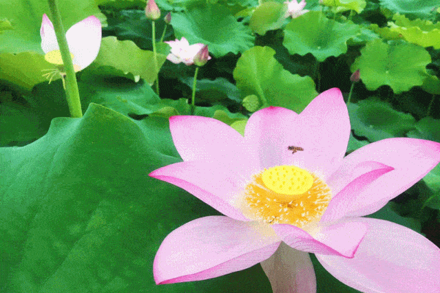 639_426gif 动态图 动图