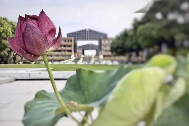 2020年宁波大学全国_宁波大学2020年美术类专业本科招生简章