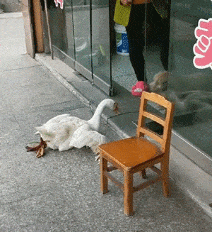 泰迪看到大鹅被绑住想去招惹下,结果反被撵着跑.