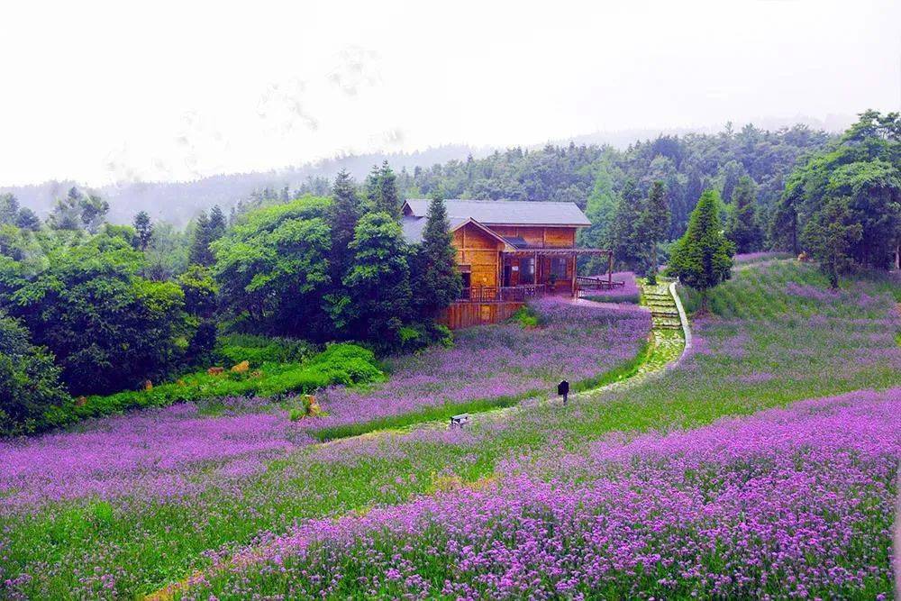 升级后的野三关森林花海7月11日开园!系列活动的具体安排抢先看