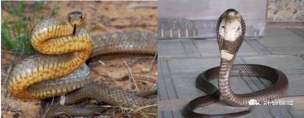 地表最强毒蛇——细鳞太攀蛇,论毒性世界第一等,却是只害羞的蛇
