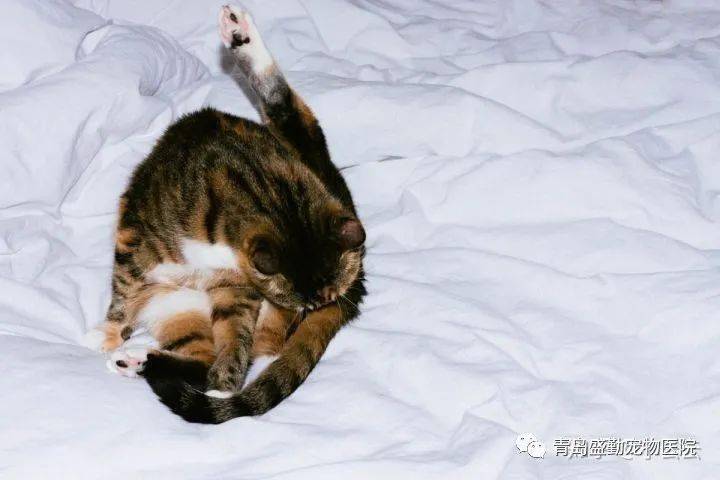 猫不吃东西怎么办