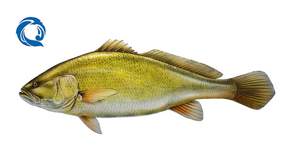 黄唇鱼 bahaba taipingensis,建议保护级别:升级为一级