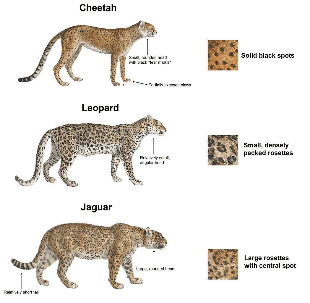 猎豹(   上)豹(  中)美洲豹(  下)  图片来源:维基百科 1.