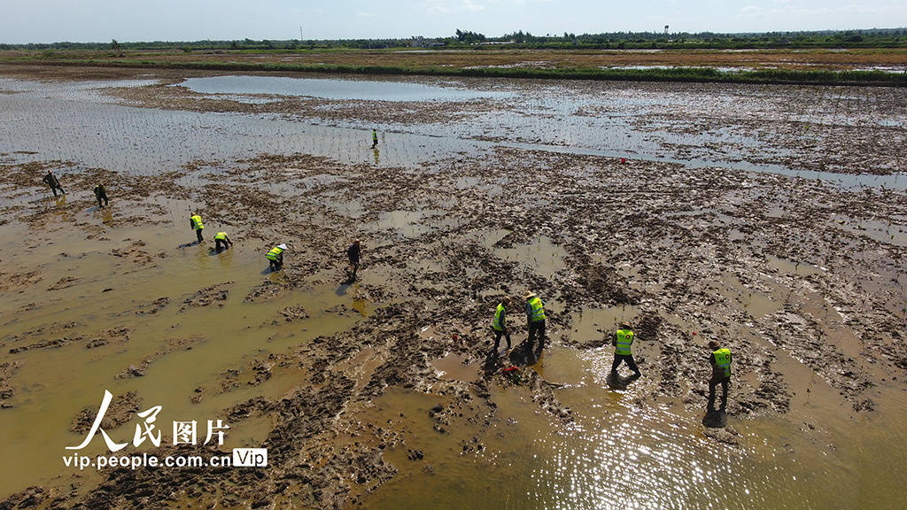 海南海口:栽种红树林 修复湿地生态