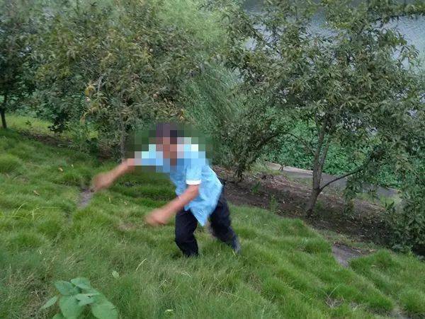 景观|太危险！一男子在县城沿江风光带摘景观桃子