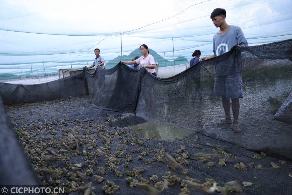 湖南省永州市道县清塘镇陈熊村村民在种有生态水稻的养殖场捕捉青蛙