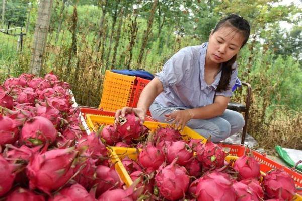 地产|巢湖：首批地产火龙果“红火”上市