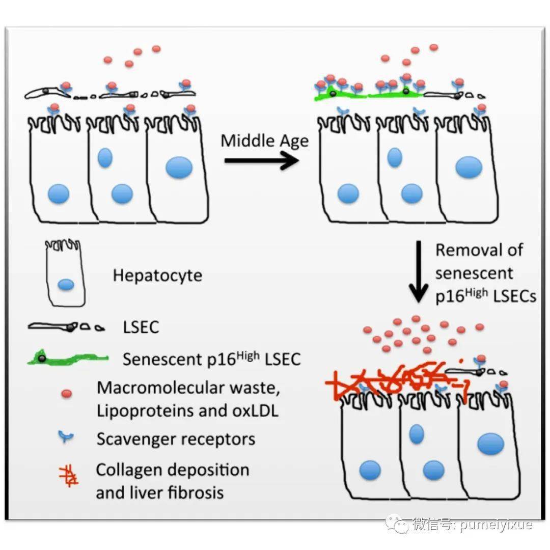 senescent, defined p16high senescent cell types are indispensable for mouse