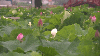 荷花开了!展茅田园综合体的这个赏荷秘境,我只悄悄告诉你!