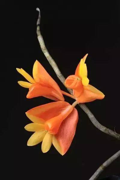 ▼非洲白鹭花