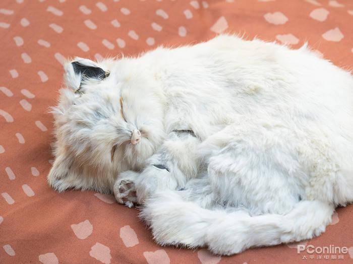 尼康|拥有24-200mm的尼康镜头，到底是怎样的体验？