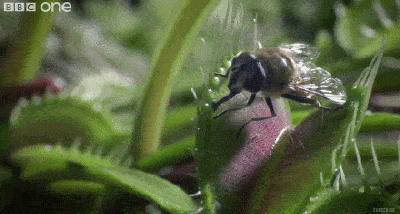 难得一见的生物动图